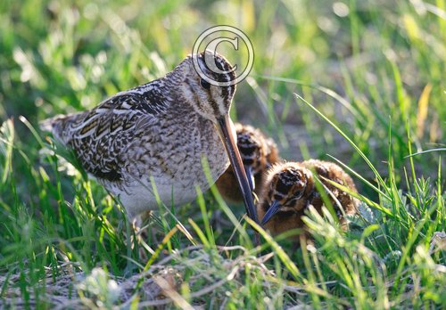 Common Snipe and Chicks  DM1048